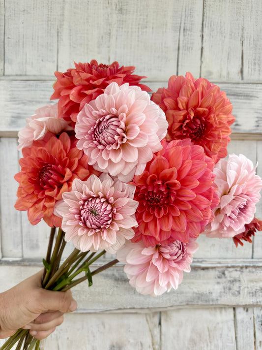 Dahlia Apple Blossom (Double)
