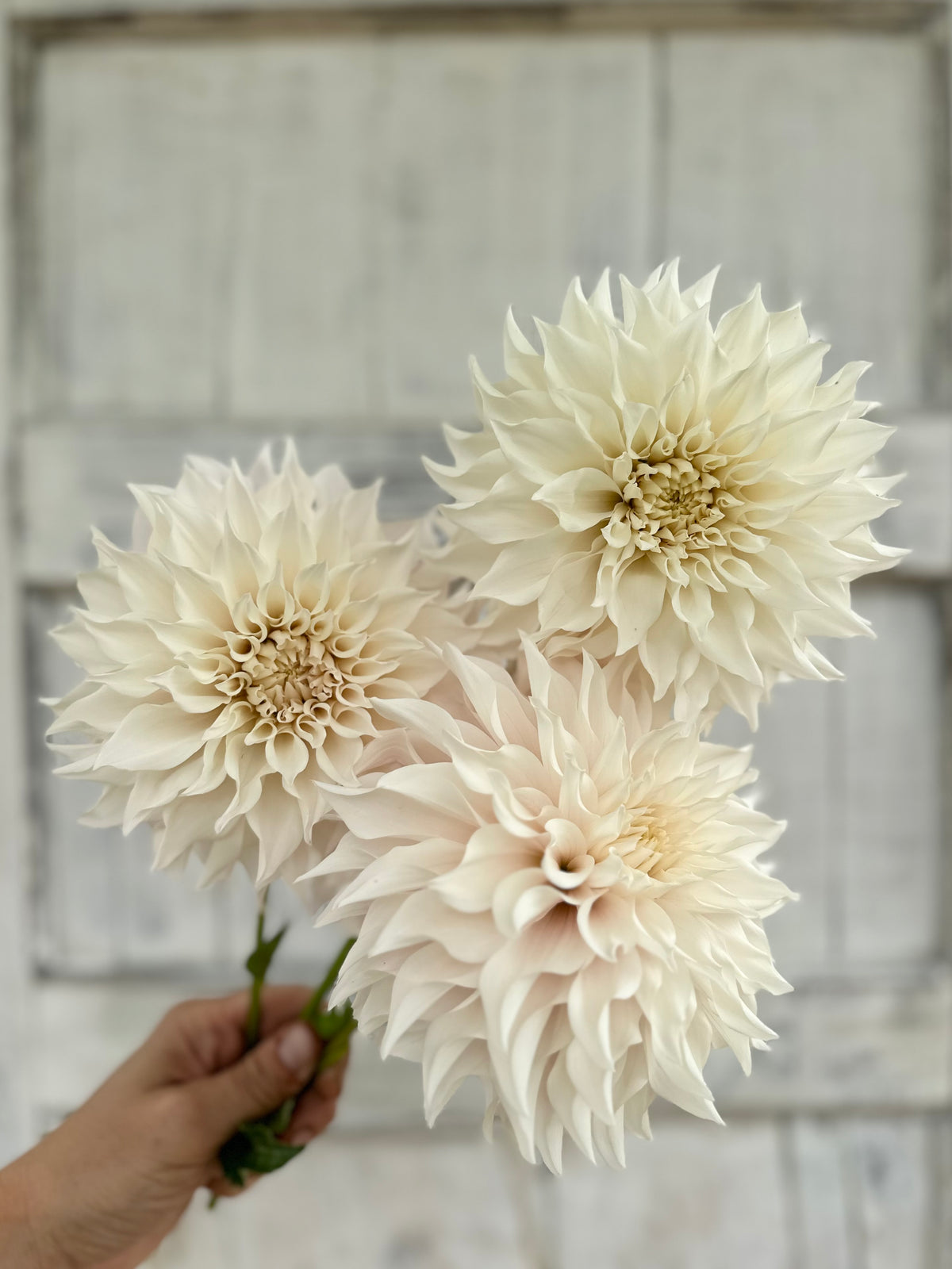 Dahlia SC Lavender Blush *CUTTING*