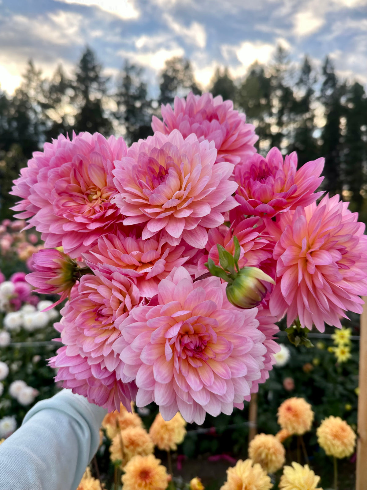 Dahlia Ruthie G