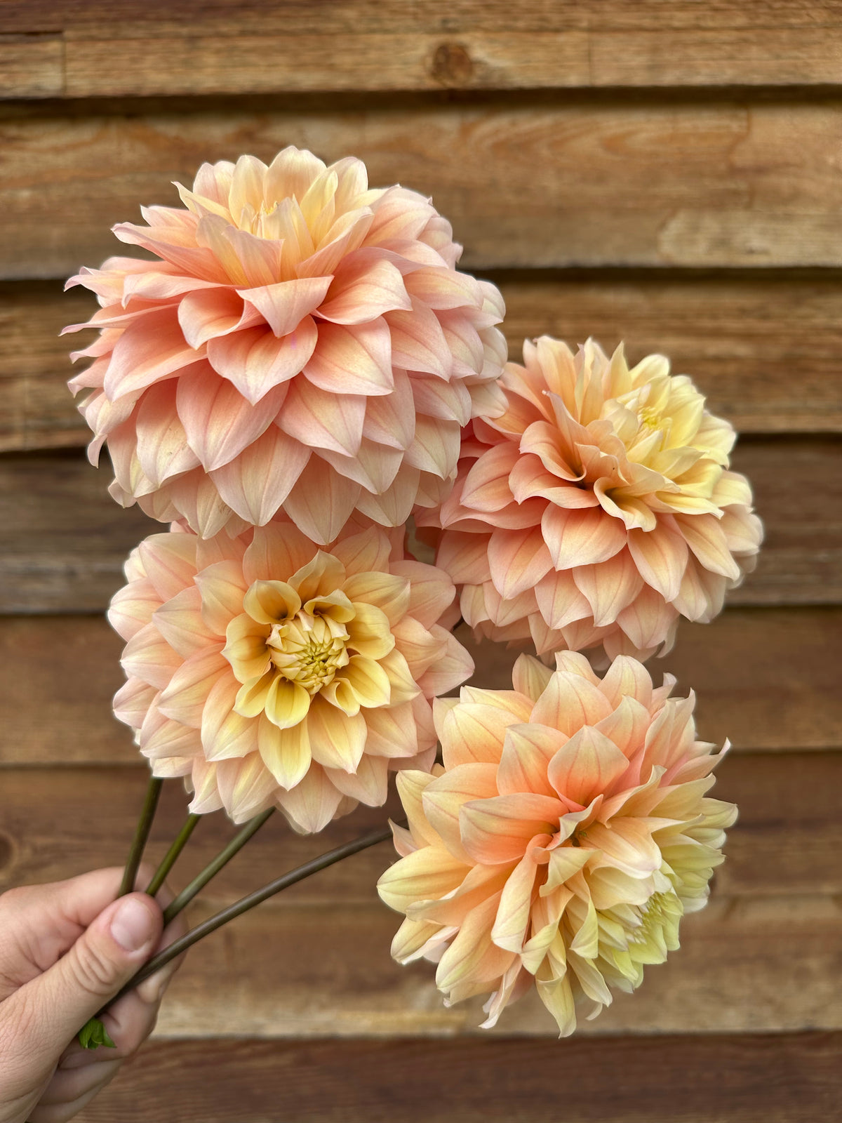 Dahlia Lee's Sugaree