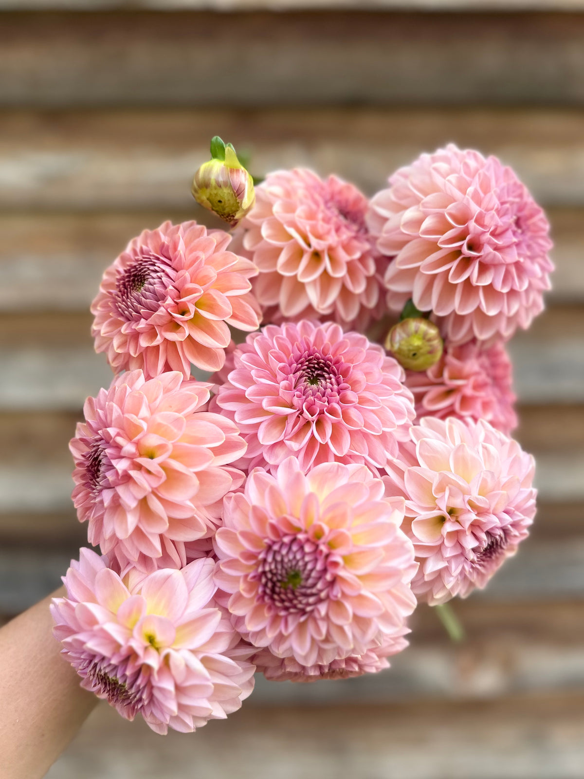 Dahlia Cupcake