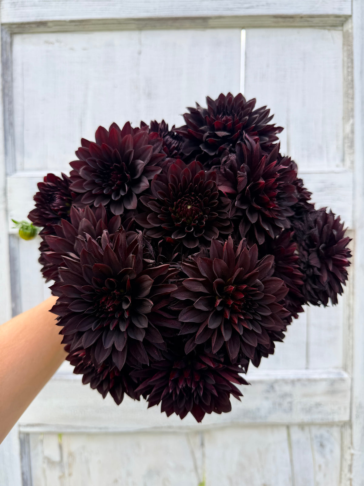 Dahlia Czarny Charakter