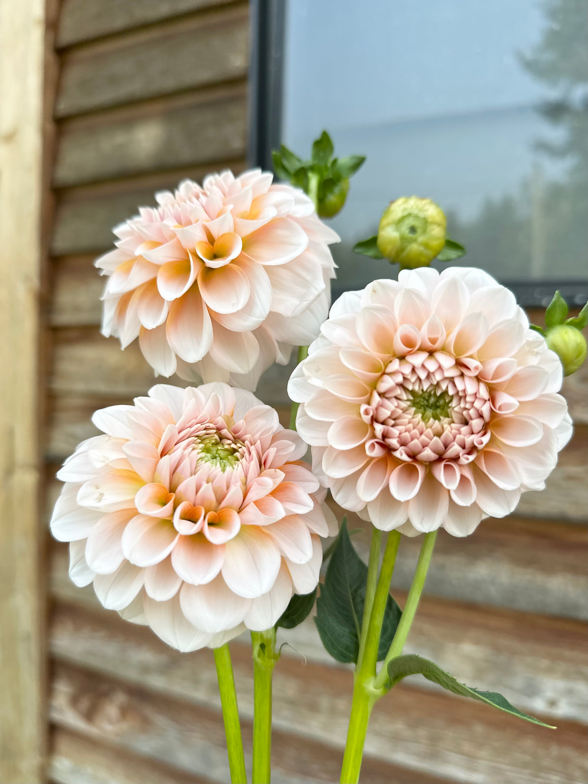 Dahlia Lee's Kewpie