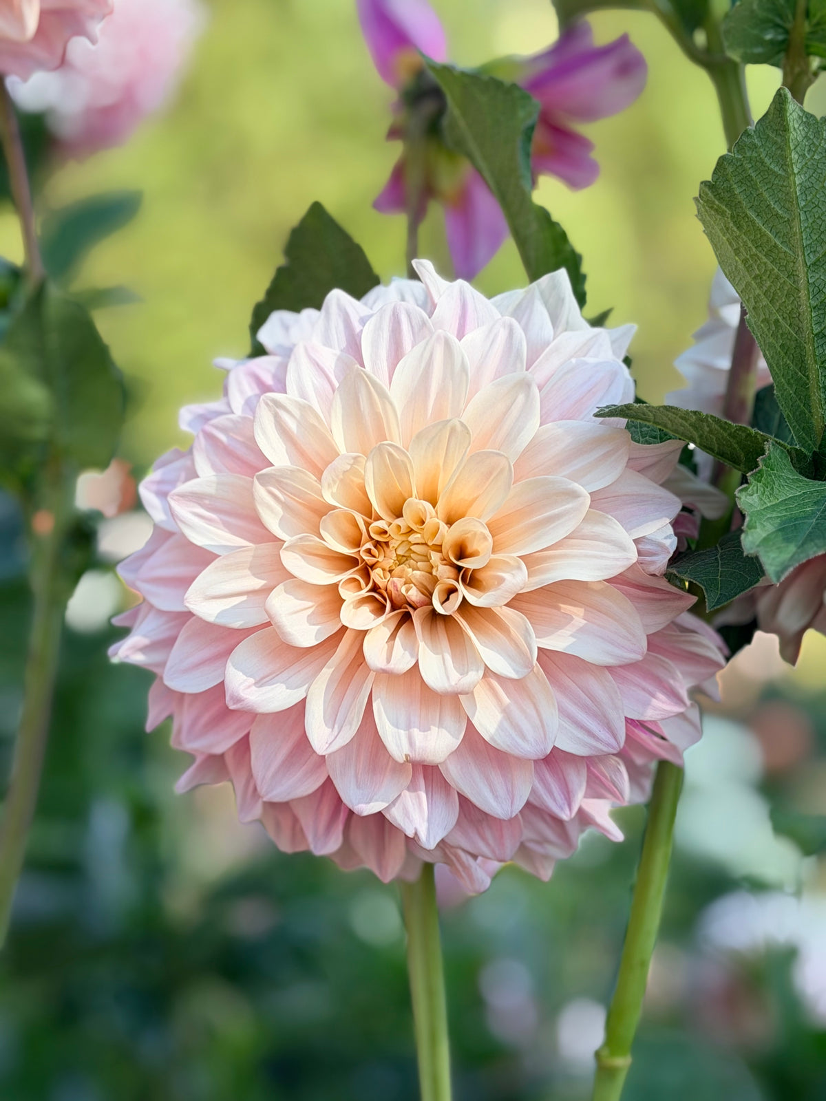 Dahlia Florelie Antique