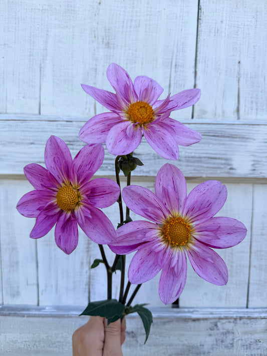 Dahlia Bloomquist Fruity Drink