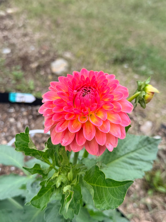 Dahlia Hapet Pastel