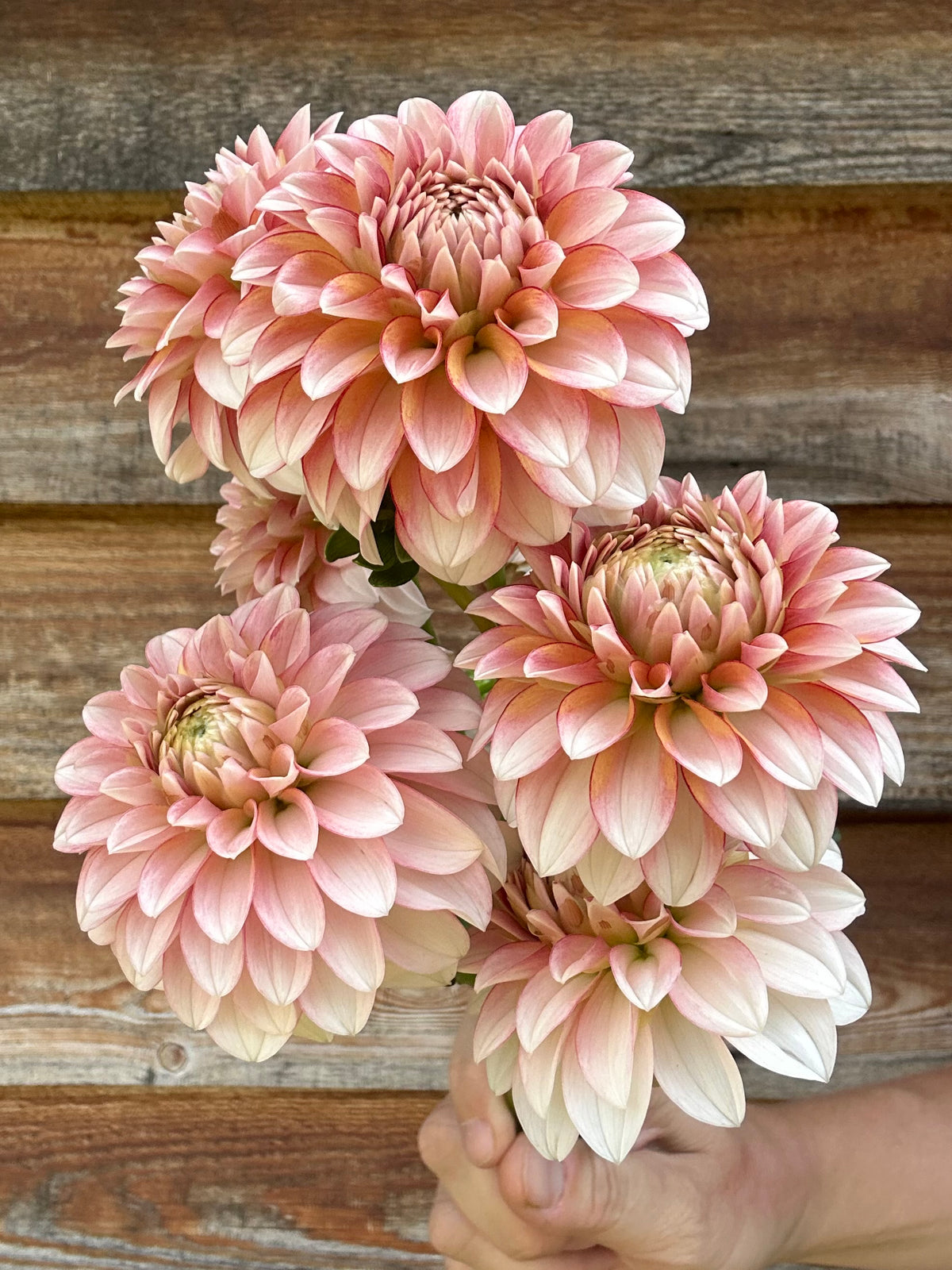 Dahlia SC Mocha Jo *CUTTING ONLY*