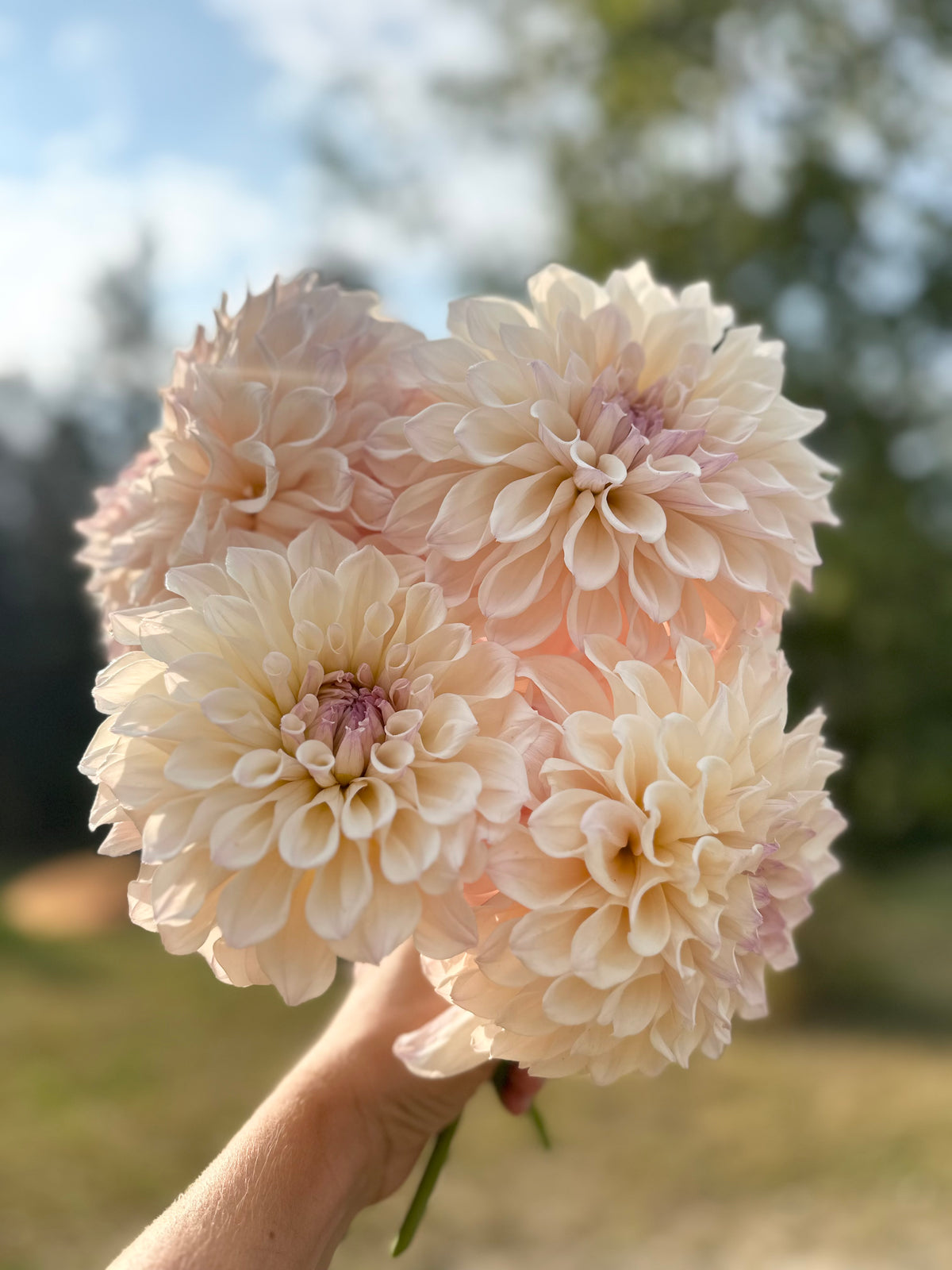 Dahlia SC Pearl
