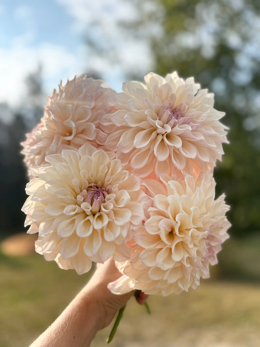Dahlia SC Pearl