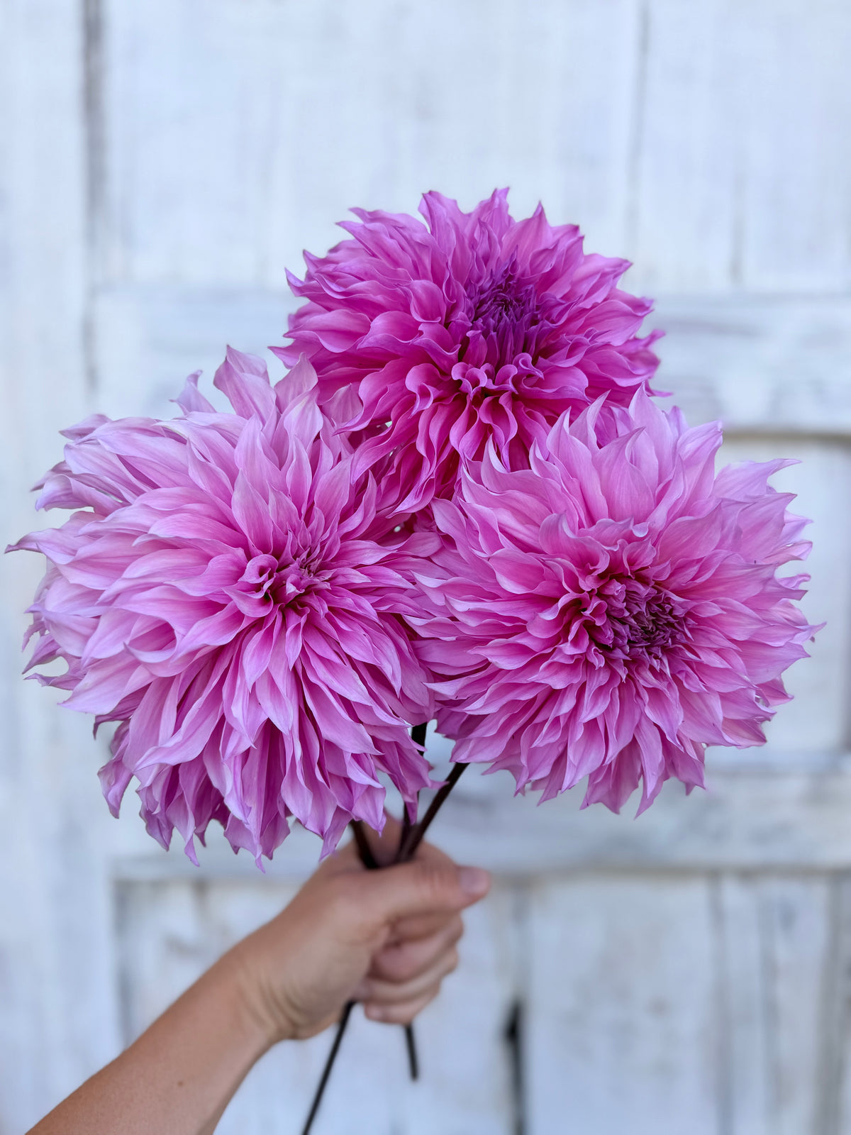 Dahlia Lileah Mailman