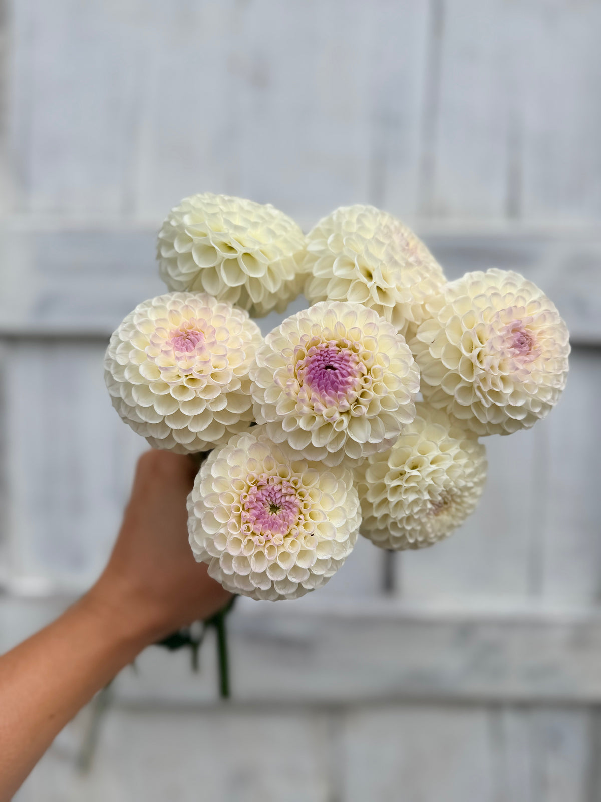 Dahlia Hollyhill Miss White