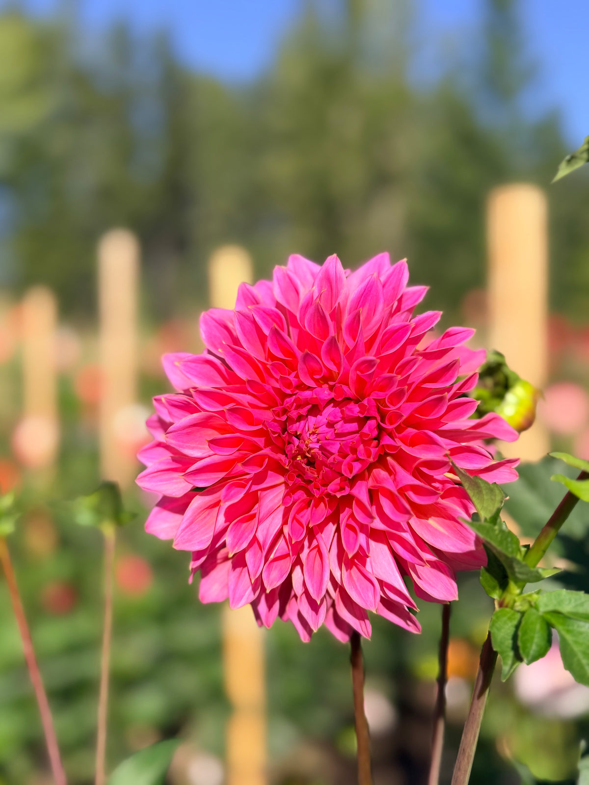 Dahlia Avoca Amanda
