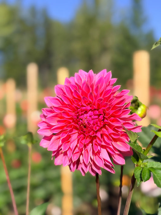 Dahlia Avoca Amanda