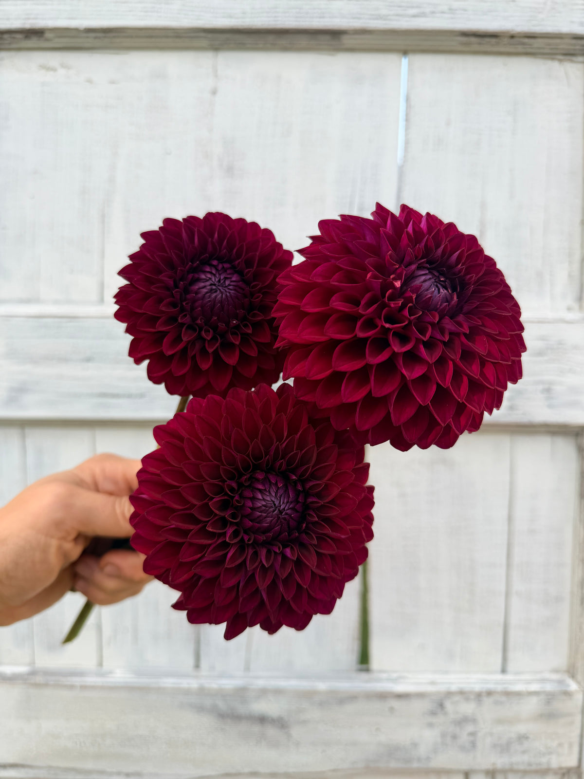 Dahlia Westerton Sunset