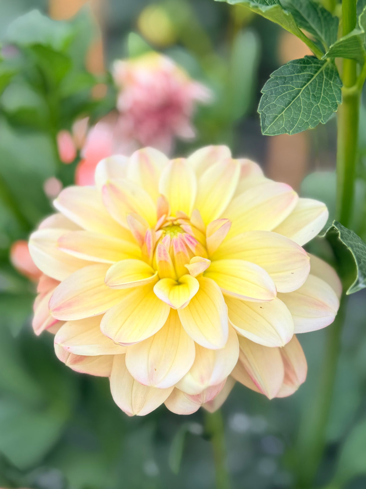 Dahlia Mission Pixie
