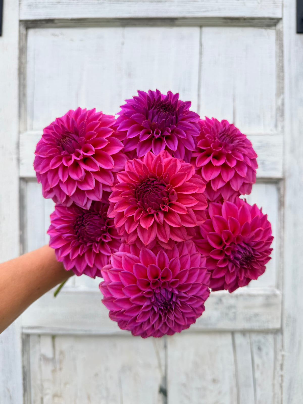 Dahlia Ferncliff Classy