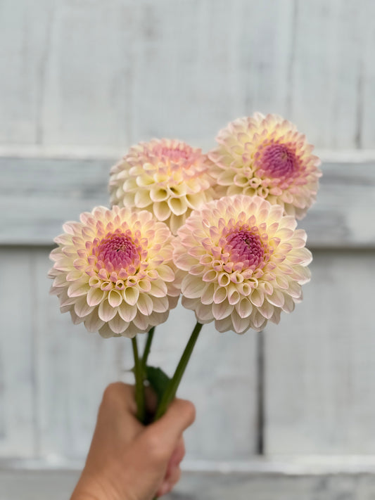 Dahlia Lyn's Snowblush