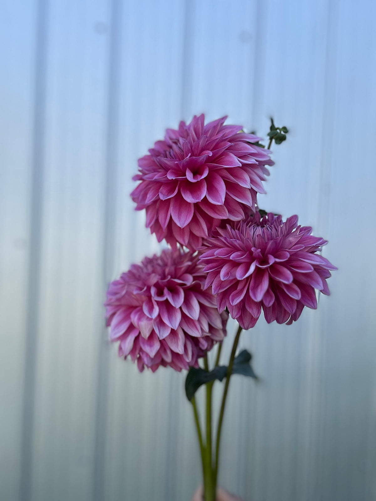 Dahlia Bargaly Blush