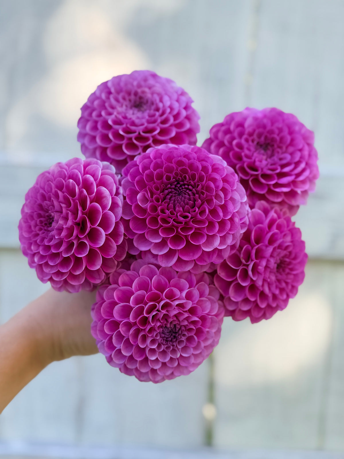 Dahlia 20th Ave Ingrid