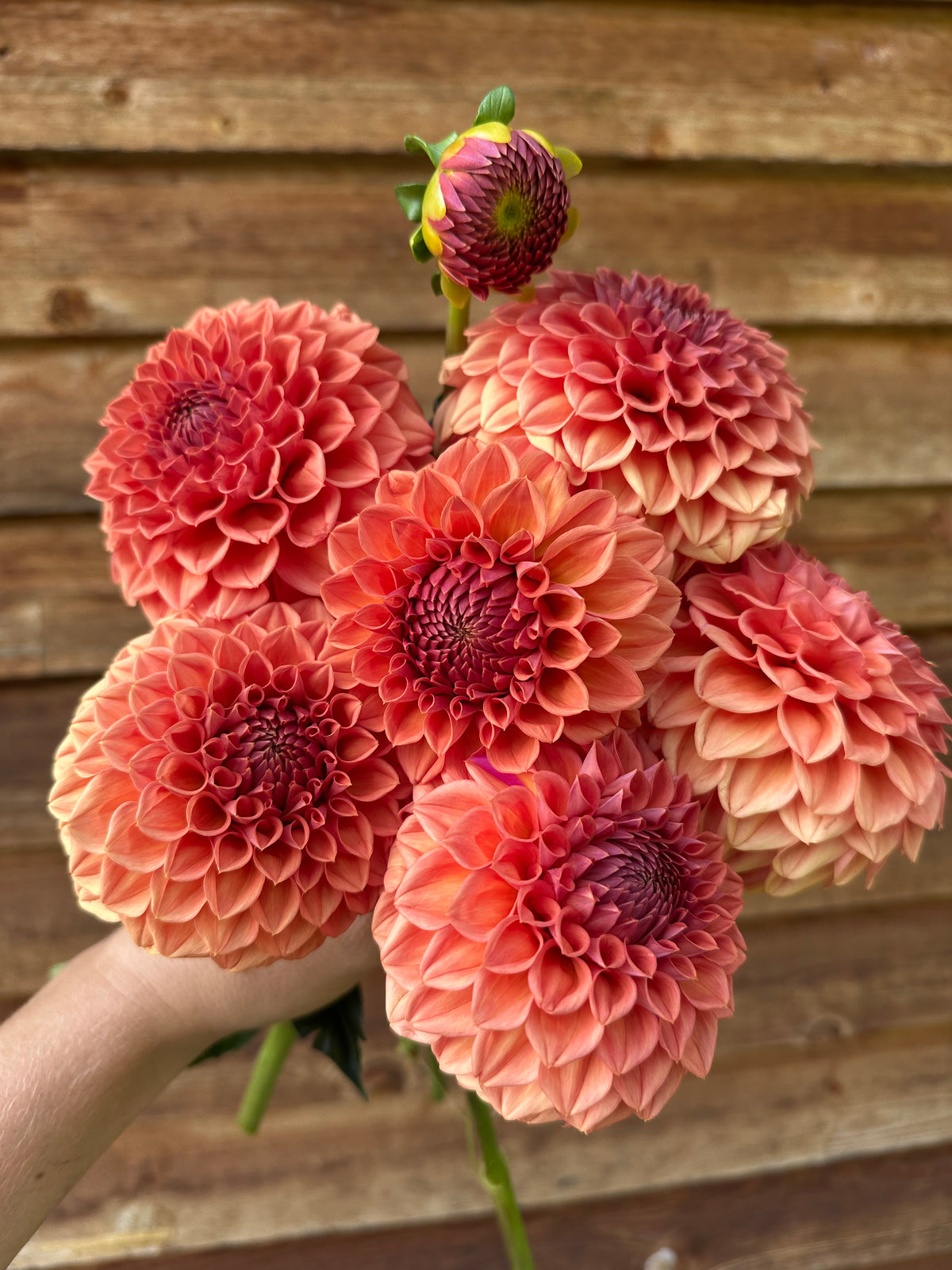 Dahlia Ferncliff Apricot