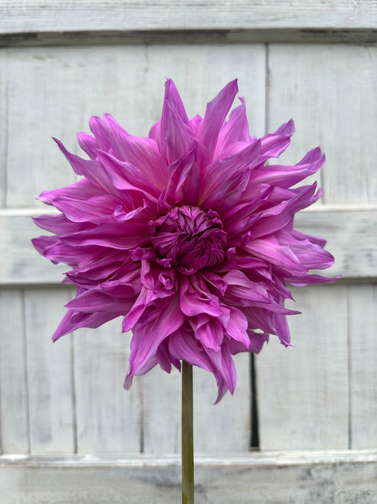 Dahlia Pennsgift