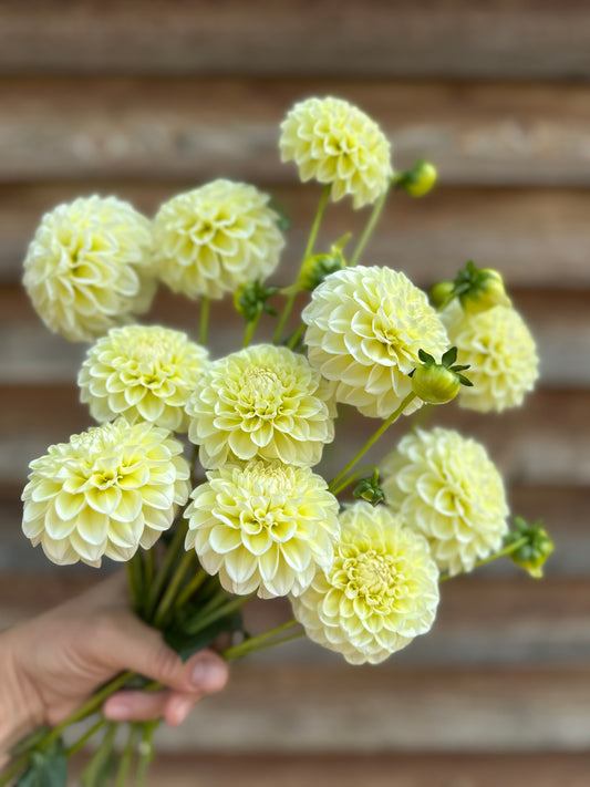 Dahlia Skeena Fairy Lights
