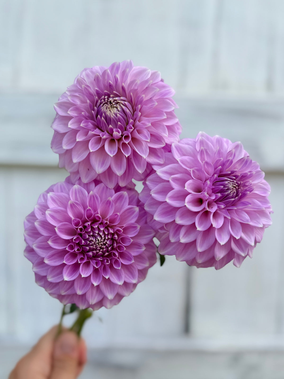 Dahlia Coorabell Zoe