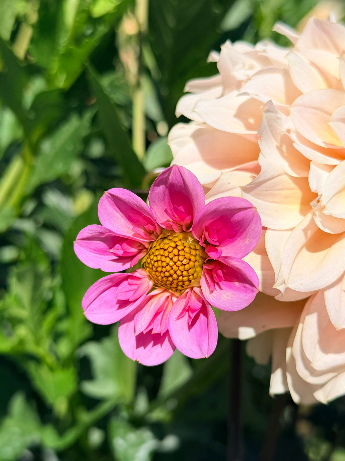 Dahlia Hy Pink Lips