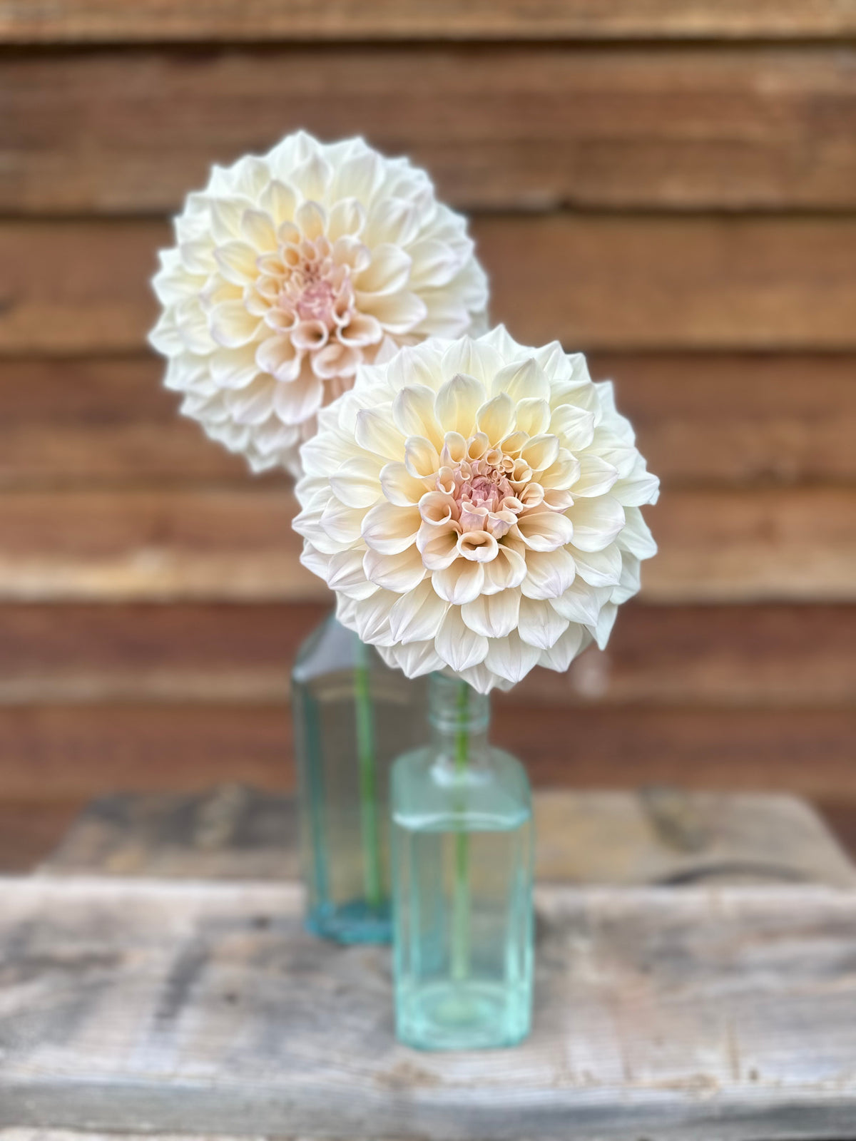 Dahlia SC Pearl