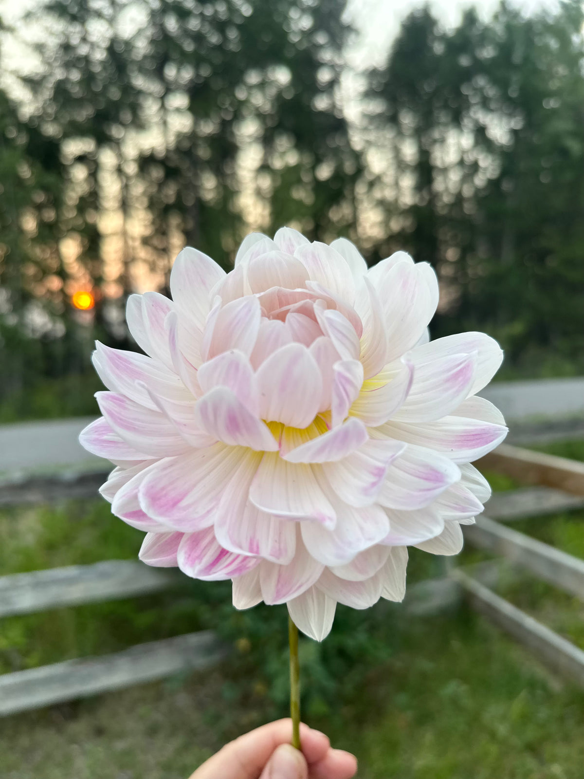 Dahlia Kelgai Ann
