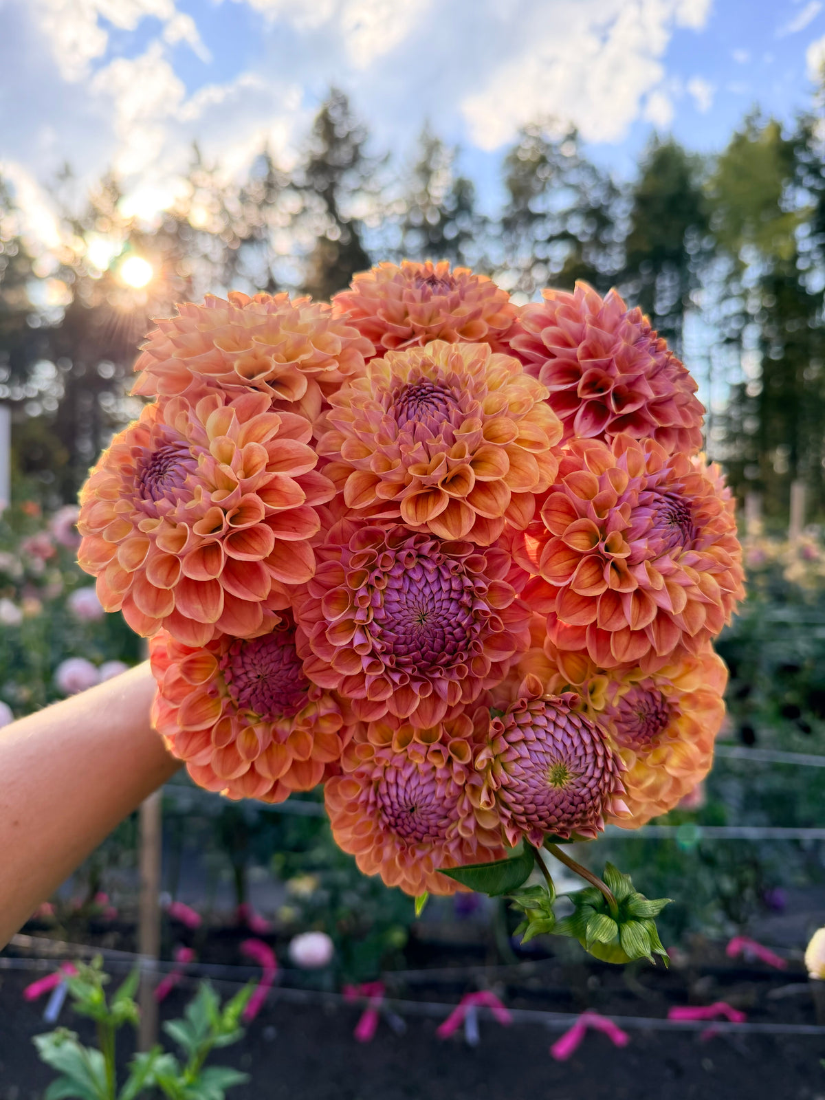 Dahlia Coseytown Babycakes