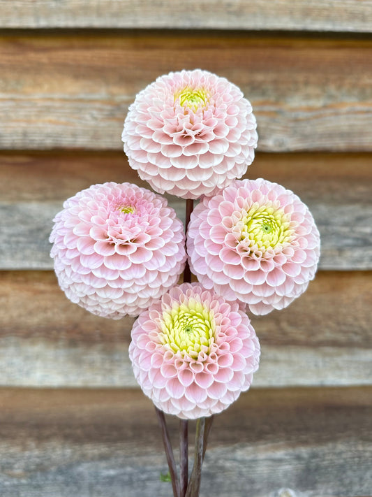 Dahlia 20th Ave Delicada *CUTTING ONLY*