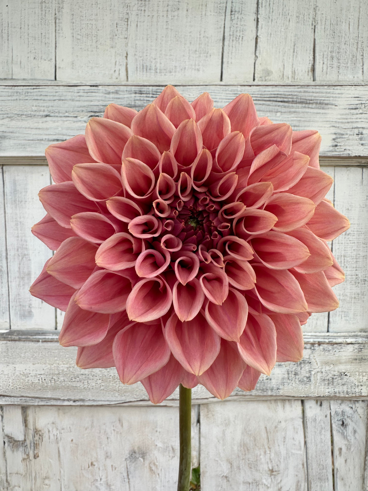 Dahlia Formby Duke *CUTTING ONLY*
