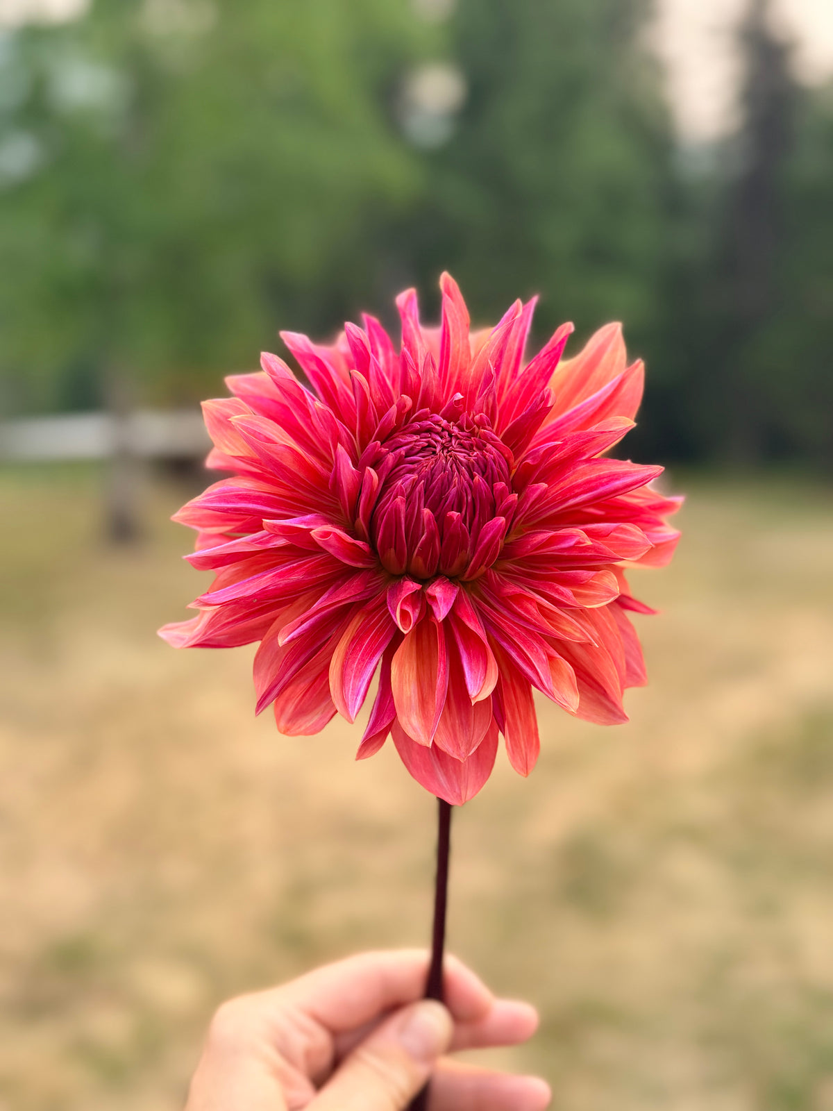 Dahlia Andy's Legacy