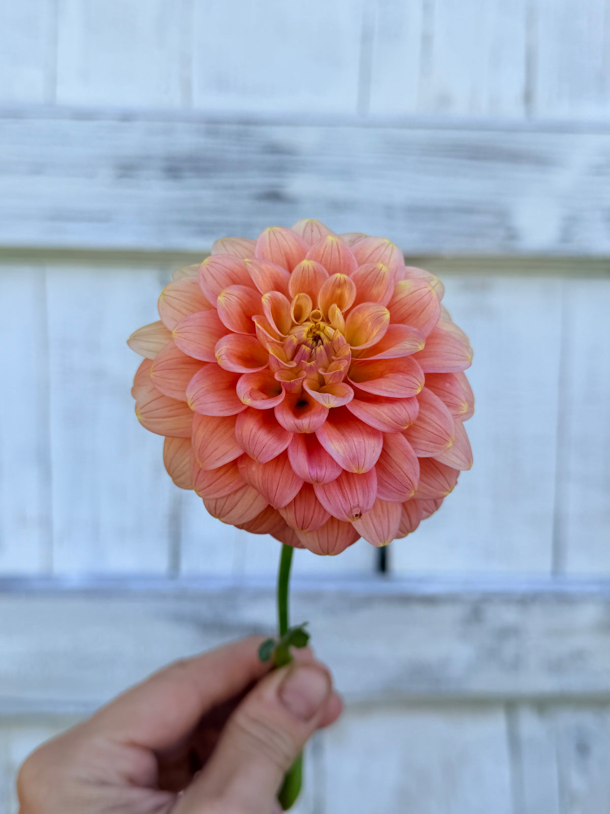 Dahlia Florelie Duckling