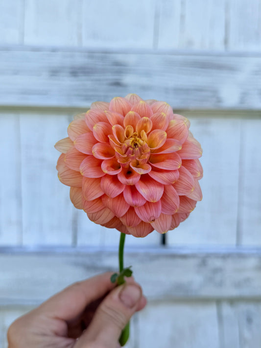 Dahlia Florelie Duckling