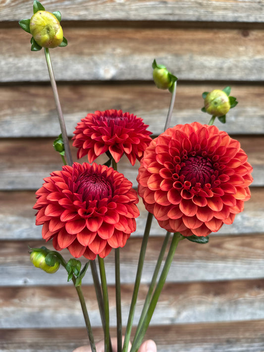 Dahlia Brown Sugar