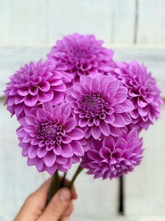 Dahlia Florelie Jeanette