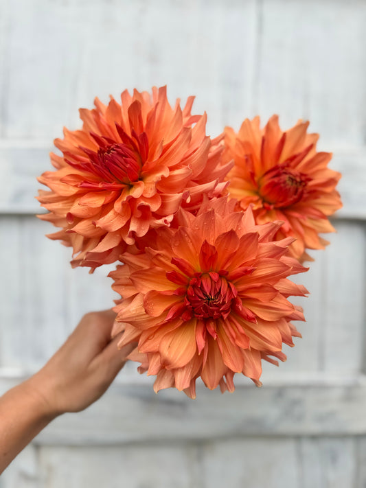 Dahlia Peach Bud