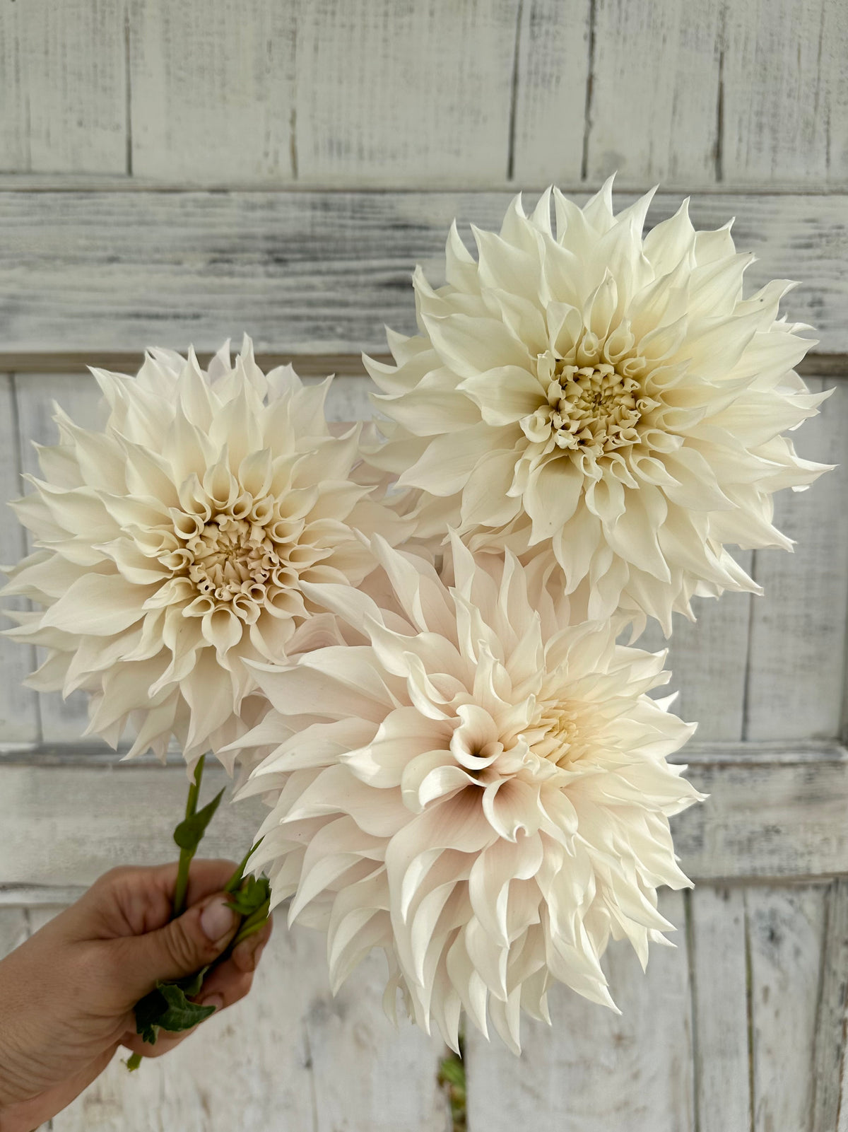 Dahlia SC Lavender Blush *CUTTING*