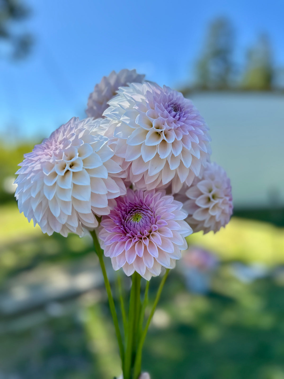 Dahlia Bloomquist Tory P *CUTTING*