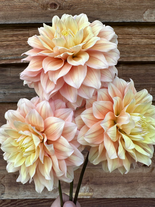 Dahlia Lee's Sugaree