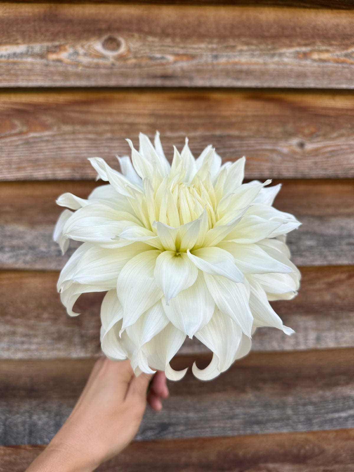 Dahlia SC Khaleesi *CUTTING ONLY*