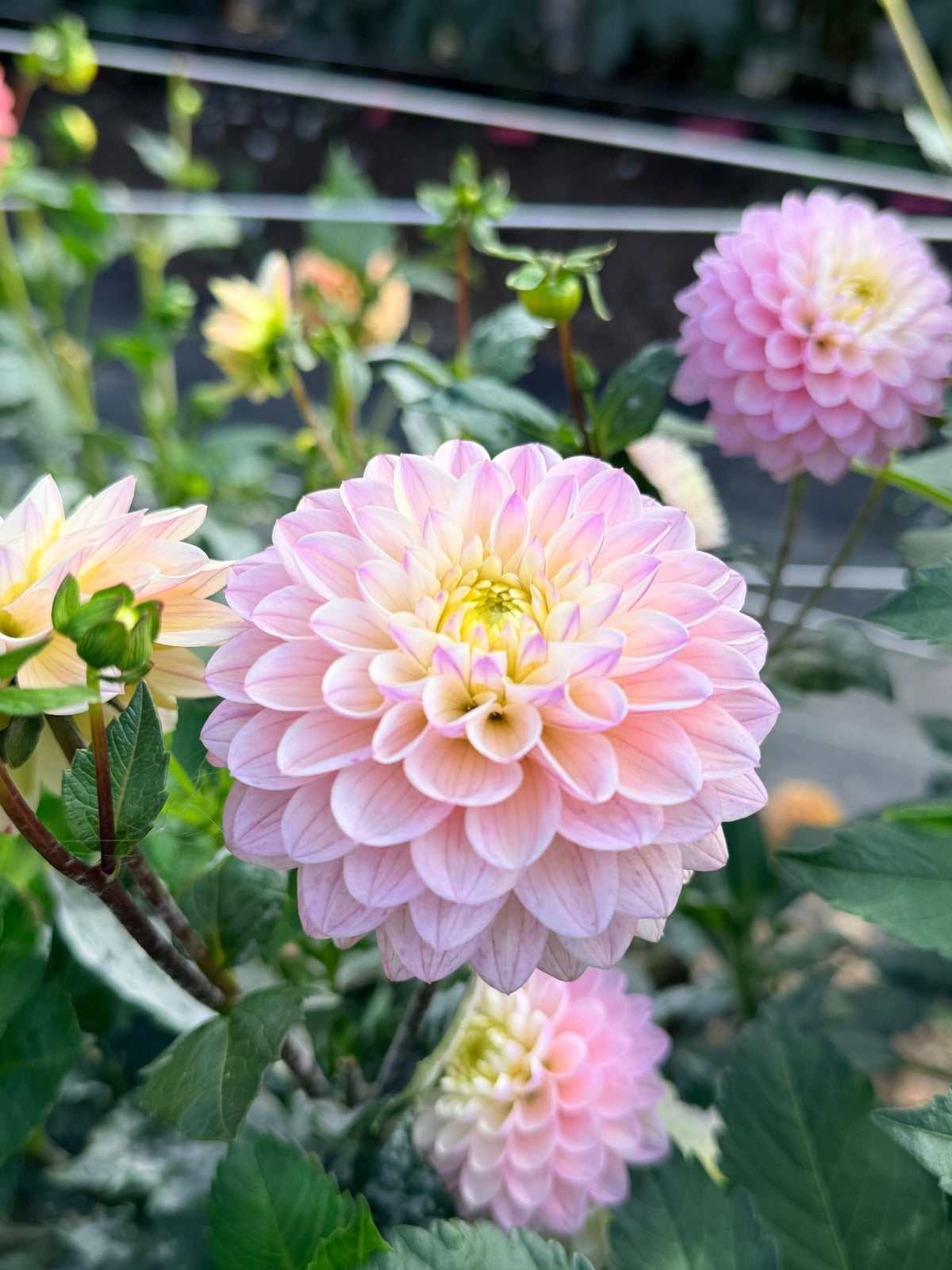 Dahlia RM Karoline