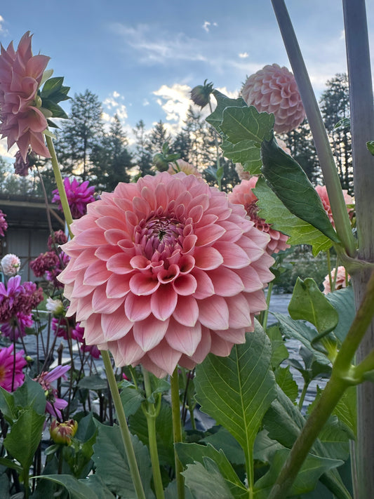 Dahlia Lee's Peachy Keen
