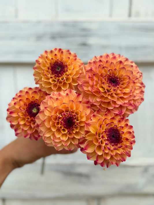 Dahlia Skeena Ruby Duby