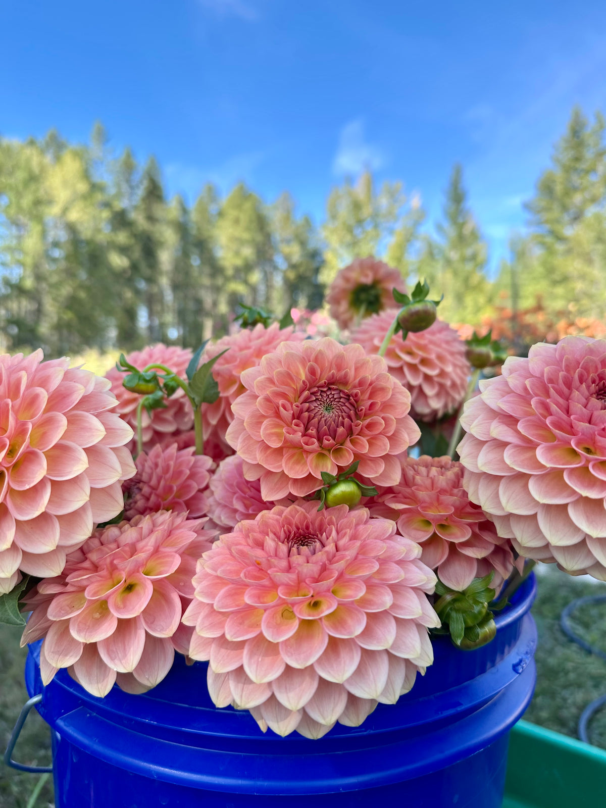 Dahlia 20th Ave Softer Peach