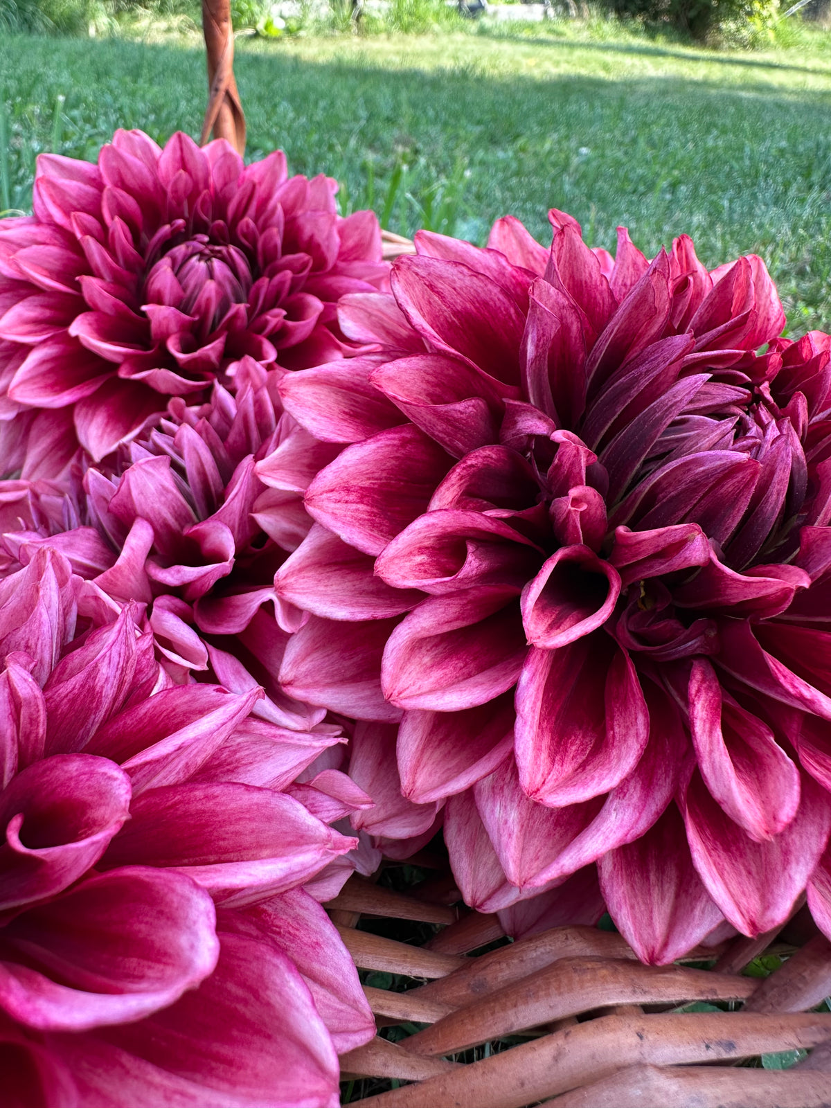 Dahlia Bloomquist York