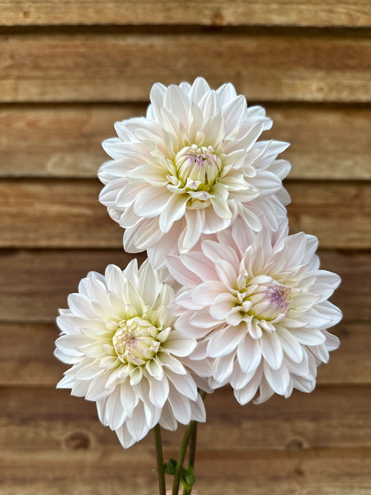 Dahlia Silver Years