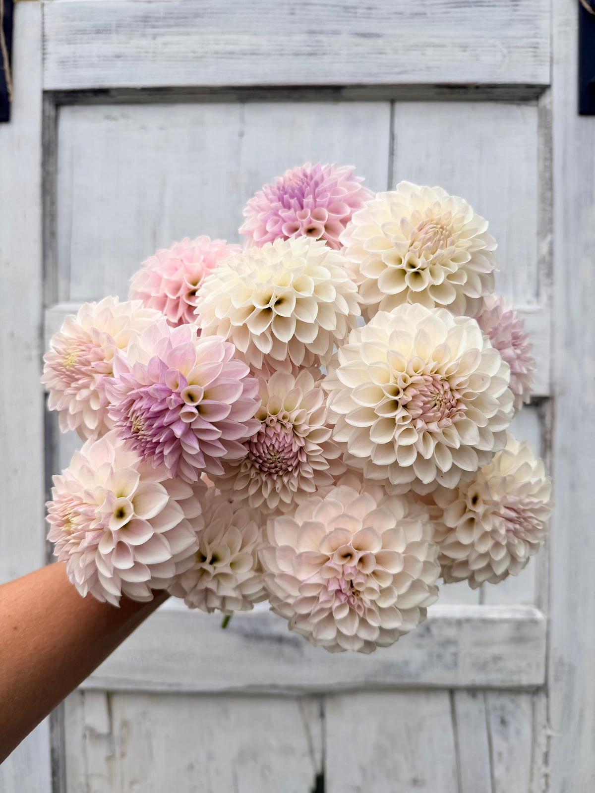 Dahlia Tahoma Kelli